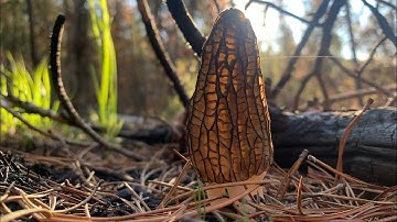 Morel Mushroom Identification