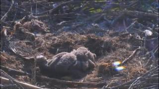 DECORAH NORTH NEST  5/15/2016  7:36 AM  CDT   SMALL STICK SEEMS TO ANNOY EAGLET