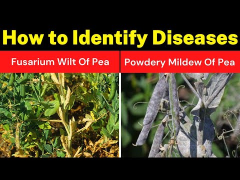 Video: Common Pea Problems - Pea Pest Control And Disease In Pea Plants