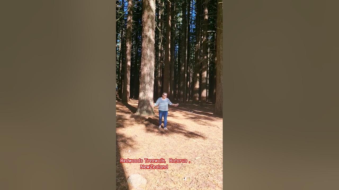 #trees #love #reels #song #nztravel #trending #viral #music #trees #love #reels #song #nztravel #trending #viral #music