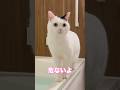 また猫がお風呂を確認しに来た