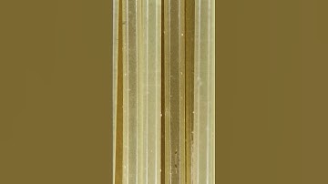 Paint Brush Bristles Close Up 🔍🖌️ | #shorts #amazingmacro2023  #macro