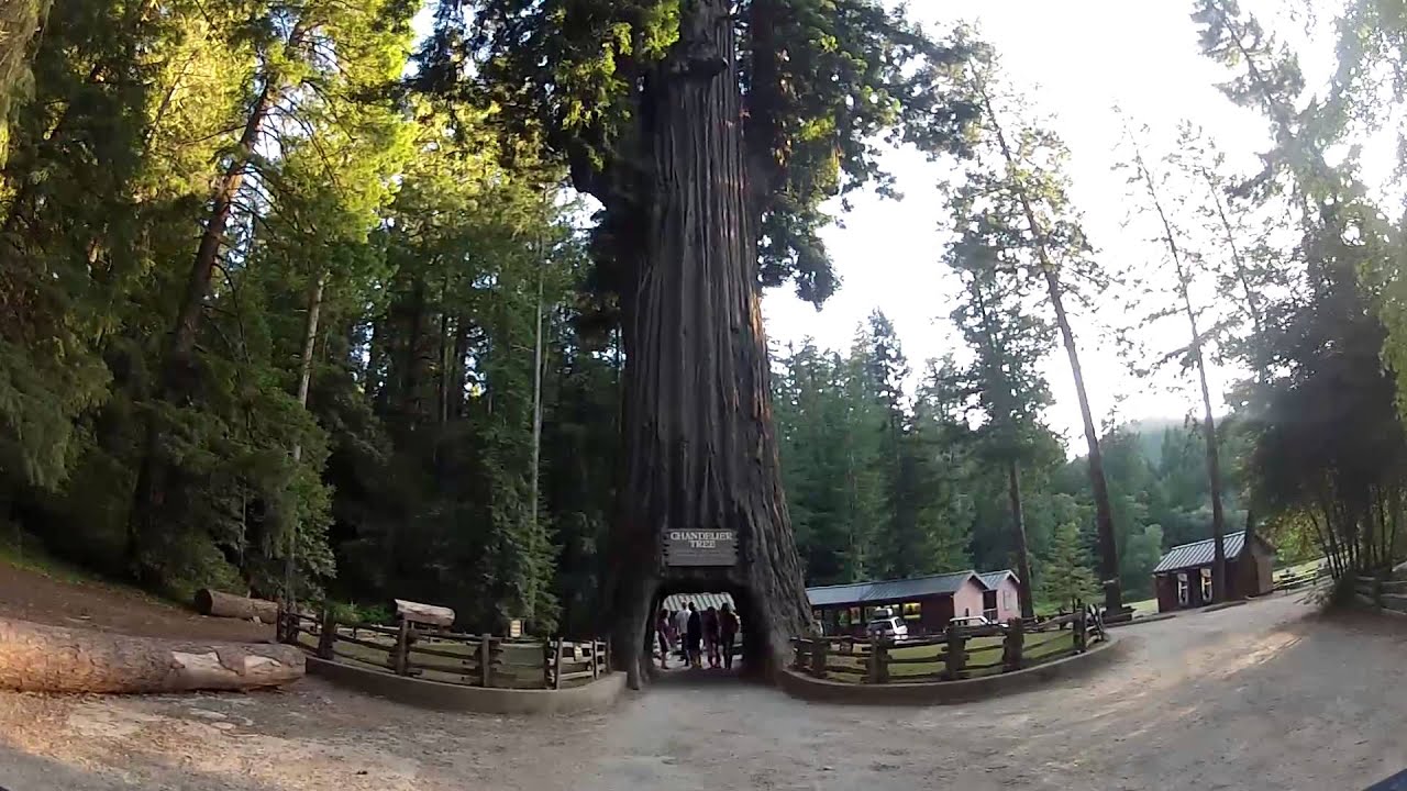 Chandelier Tree Leggett, CA YouTube