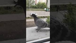 Голубь сизапрылый