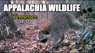 Appalachia Wildlife Video 2412 of As The Ridge Turns in the Foothills of the Smoky Mountains