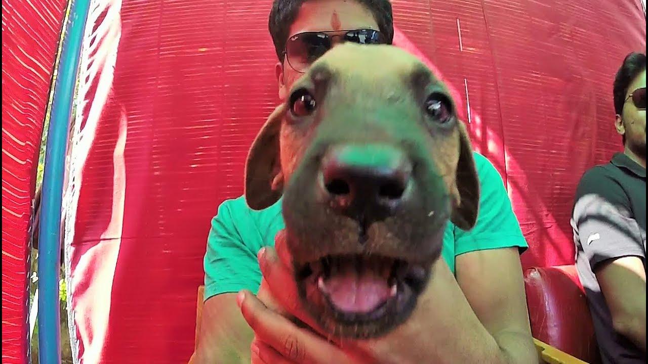 puppy paradise Found this adorable cute puppy and it doesn't get down from my lap