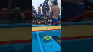 Rombongan Ikan Terperangkap