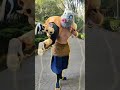 Soy muy fuerte "gompachiro"My #vertvaugier #kimetsunoyaiba #inosuke #cosplay #funny