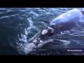 Whale appears to ask boaters for help, wave 'thank you'