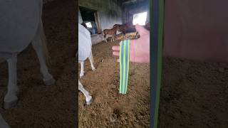 светоотражающая лента.лошади.horse.аттар.cavalo.