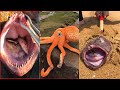 Catching Seafood 🦀🐙 Deep Sea Octopus (Catch Crab, Catch Fish) - Tik Tok #118