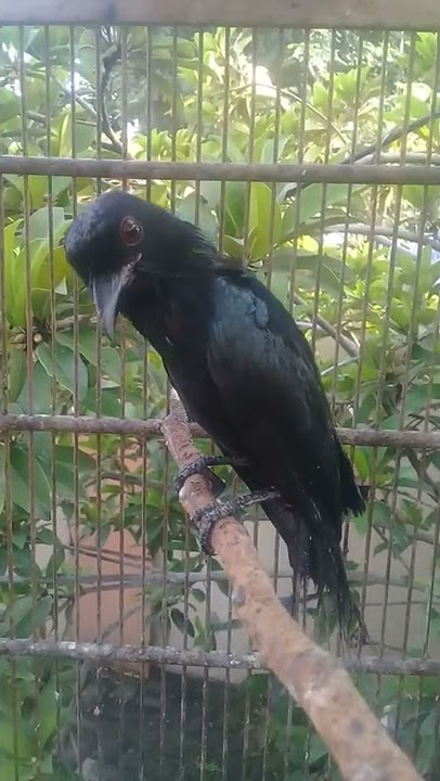 awar-awar mata merah