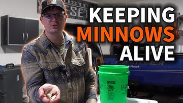 How To Keep Minnows Alive At Home - 3 Simple Steps