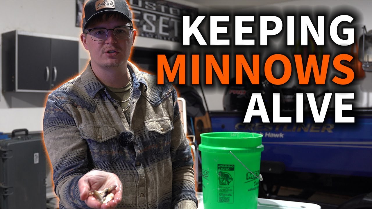 How To Keep Minnows Alive At Home 3 Simple Steps YouTube