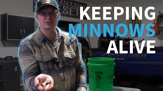 How To Keep Minnows Alive At Home - 3 Simple Steps