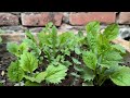 Small plants for  rooftop, terrace garden overview in winter सर्दियों  में लगाएं फूलों के पौधे