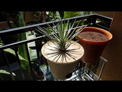 Video: Maklumat Soapweed Yucca: Panduan Menanam Soapweed Yuccas