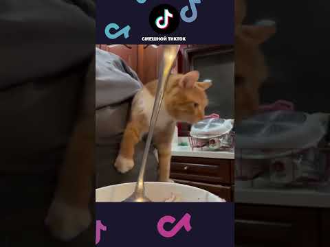 НОВЫЕ ПРИКОЛЫ с котами 2025 😅 Смешные коты, Смешные видео #shorts #смешныекоты #смешныеживотные