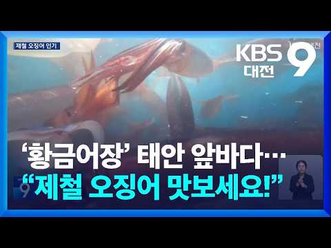 ‘황금어장’ 태안 앞바다…“제철 오징어 맛보세요!” / KBS  2026.07.24.