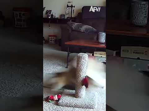 Just everyday cat things 😹 #afv #caughtoncamera #funnyvideos #shorts