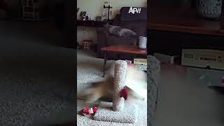 Just Everyday Cat Things