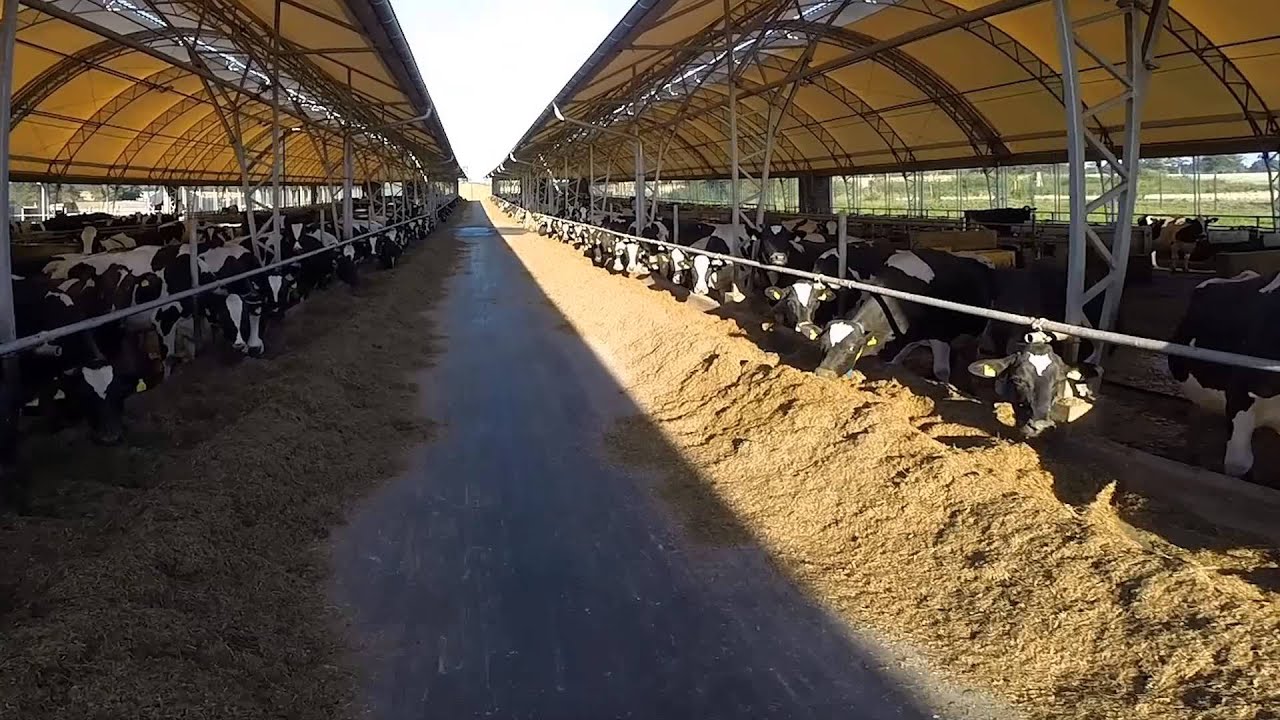 buildings for dairy farming - youtube