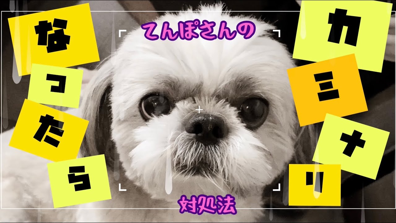 犬が雷を怖がったら シーズー犬てんぽさんの対処法 我が家の場合 Youtube
