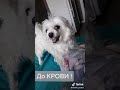 Максим Сергеевич собака часть1 (ПРОДОЛЖЕНИЕ СЛЕДУЕТ) 😂 🤣 👍👍👍 ставьте лайк!