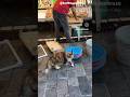 Tatlı Sokak Kedisi #turkishcat #cat #kediseverler #sokakkedileri #kedi #cat #pati #cats
