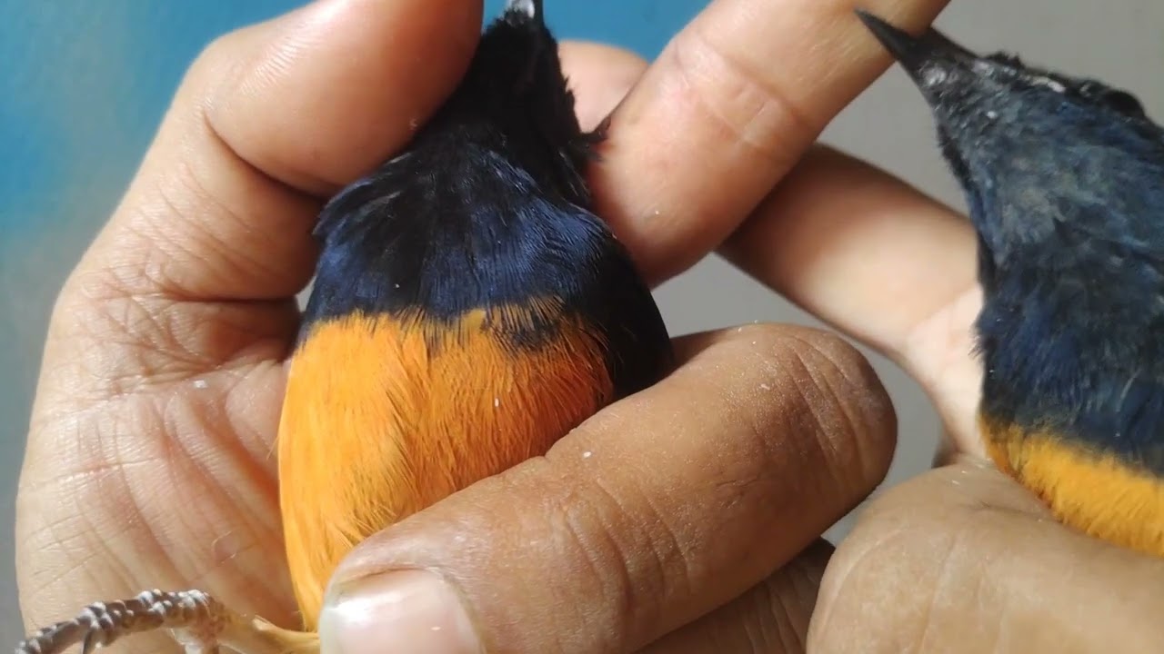 ciri ciri murai trotolan jantan dan betina umur 5 bulan part 5