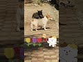 HAI BẠN CÚN DỄ THƯƠNG #Tú Vân Happy Cooking #dog #pets #animals