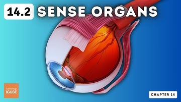 IGCSE Biology - Sense organs (14.2)