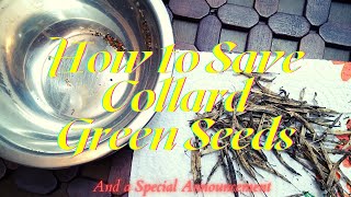 How to Save Collard Green Seeds and a Special Announcement