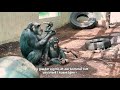 Chimpanserne i ZOO glæder sig til besøg igen!