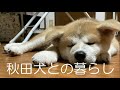 秋田犬【ゴン太】みんな大好きだからね