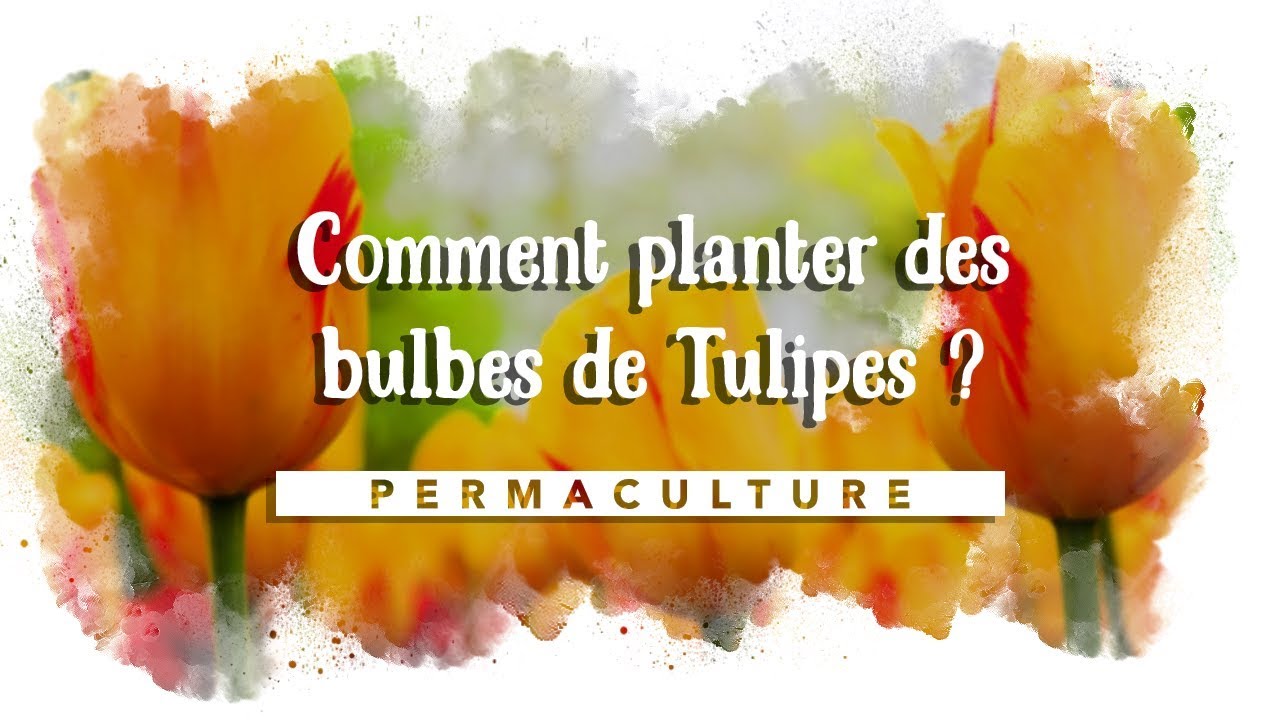 Comment replanter les bulbes de tulipes?