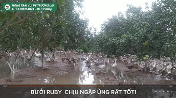 Bưởi ruby  chịu ngập úng rất tốt!