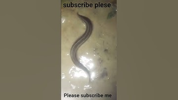 # Machhali dekho# yeh AMAZING# video Generated #using YouTools# https://play#.google.com#