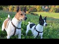 Rat Terrier Dog, Rat Terrier Temperament and Behavior, How To Take Care of Rat Terriers