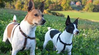 Rat Terrier Dog, Rat Terrier Temperament and Behavior, How To Take Care of Rat Terriers