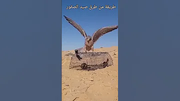 طريقة صيد الصقور Shorts 