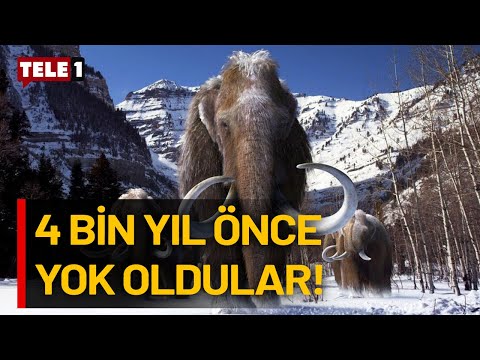 Nesli tükenen mamutlar tekrar hayata mı dönüyor?