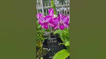 em Chúc cả nhà buổi tối vui vẻ