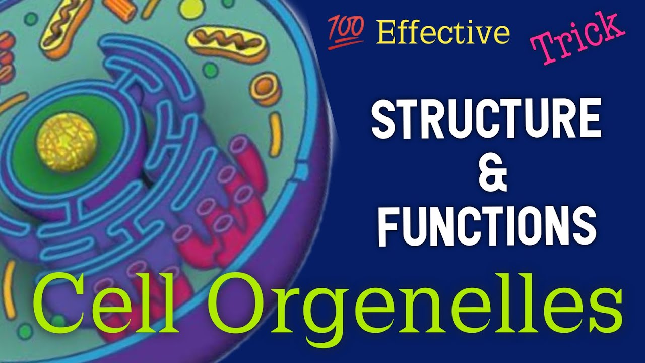 Cell organelles and functions|Tricks to Remember Cell Organelles and