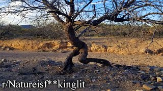 r/Natureisf**kinglit | YOOOO RUNNING TREE