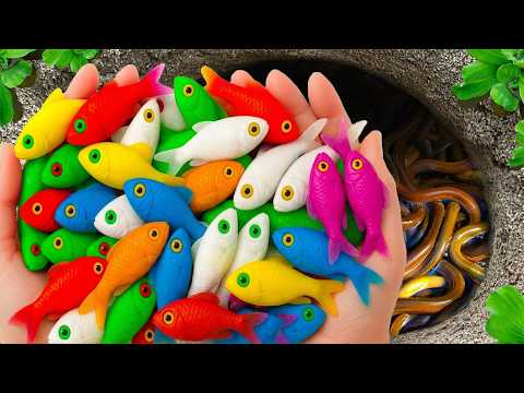Catch Freshwater Aquarium Fish in Giant Colorful Eggs, Baby Turtles, Koi, Guppies, Crap, Exotic Fish
