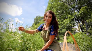 What is Growing in the Medicinal Garden?? {Harvesting Calendula & Chamomile!!}