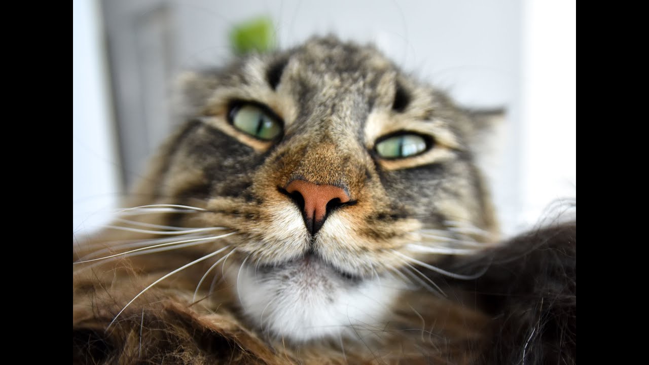 Photographing Cats is Not Easy Norwegian Forest Cats YouTube