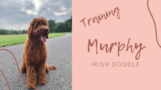 Best Doodle Trainers ||| 5 Month Old Irish Doodle, Murphy