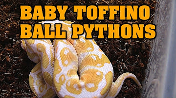 update!  toffino/albino baby ball pythons!!  super cute!!!